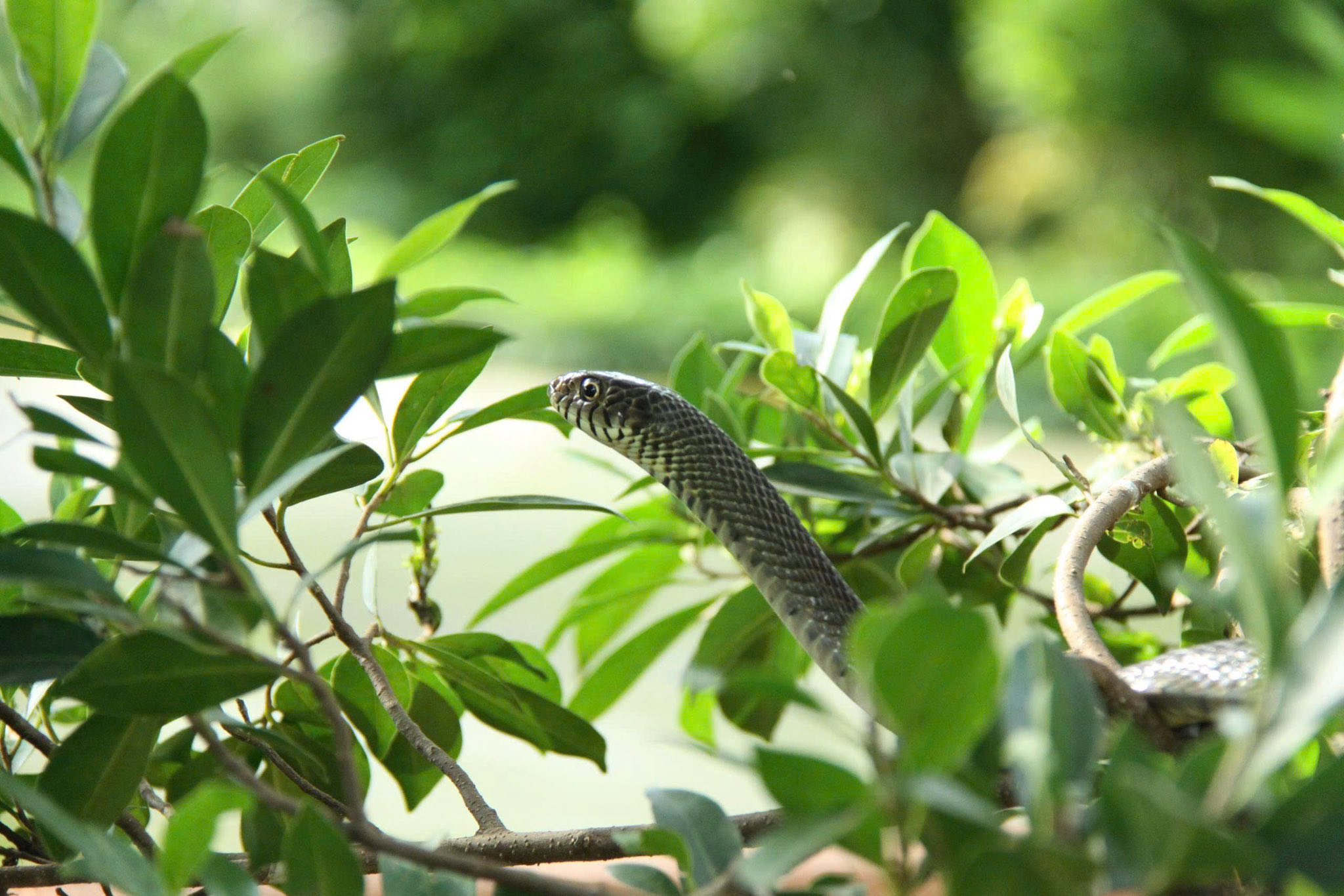 509364268 741313465075436 1894693818456361528 n