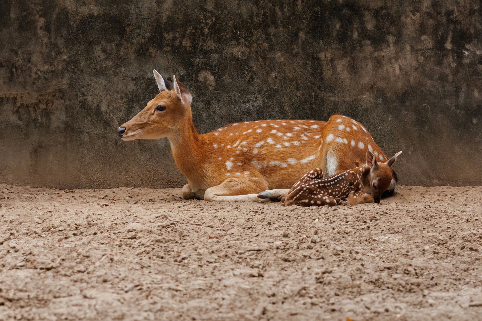 510406343 741312271742222 5304193773519412953 n