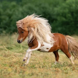 ngỰa lÙn pony