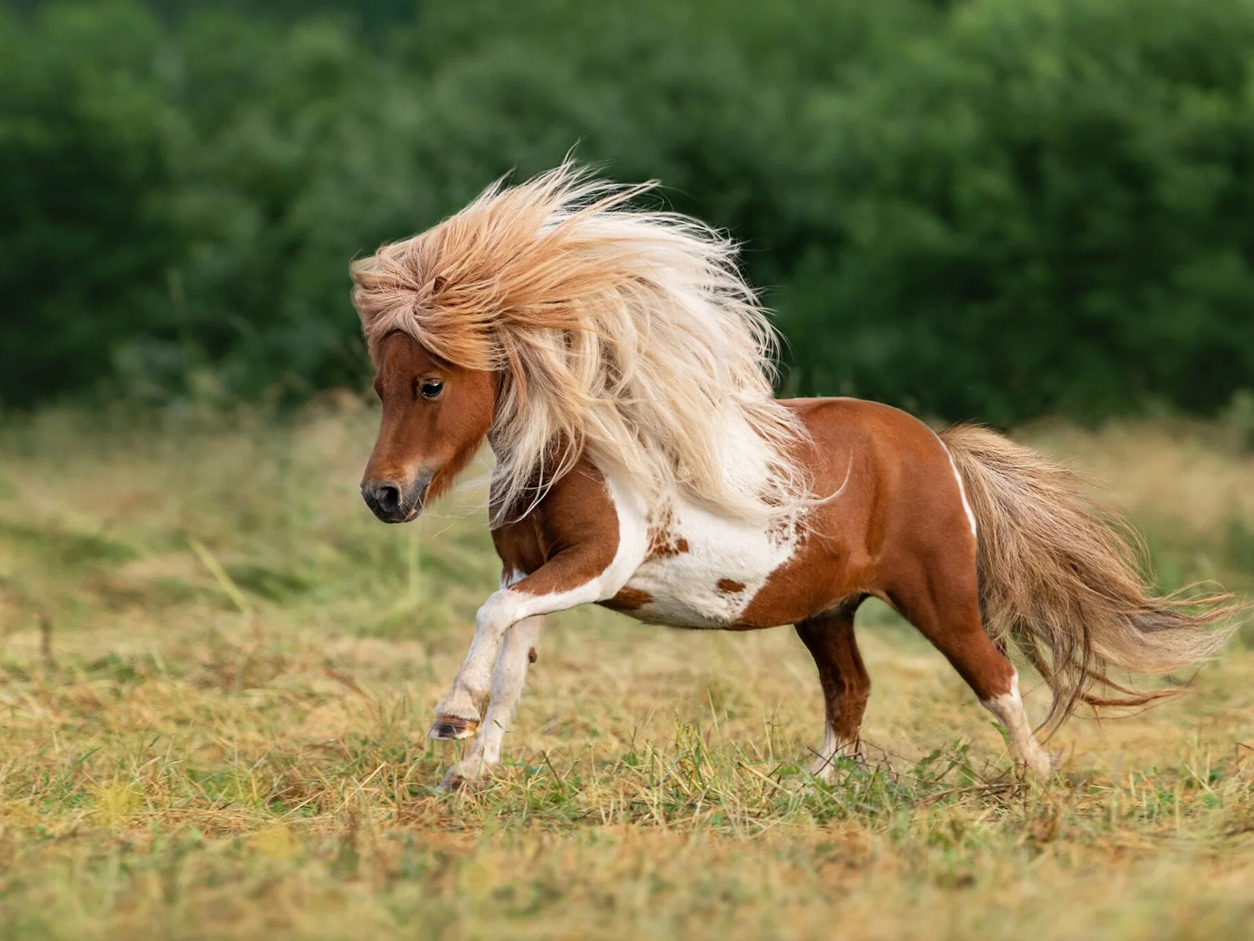 ngỰa lÙn pony