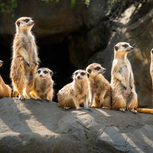 chỒn ĐẤt (meerkat)
