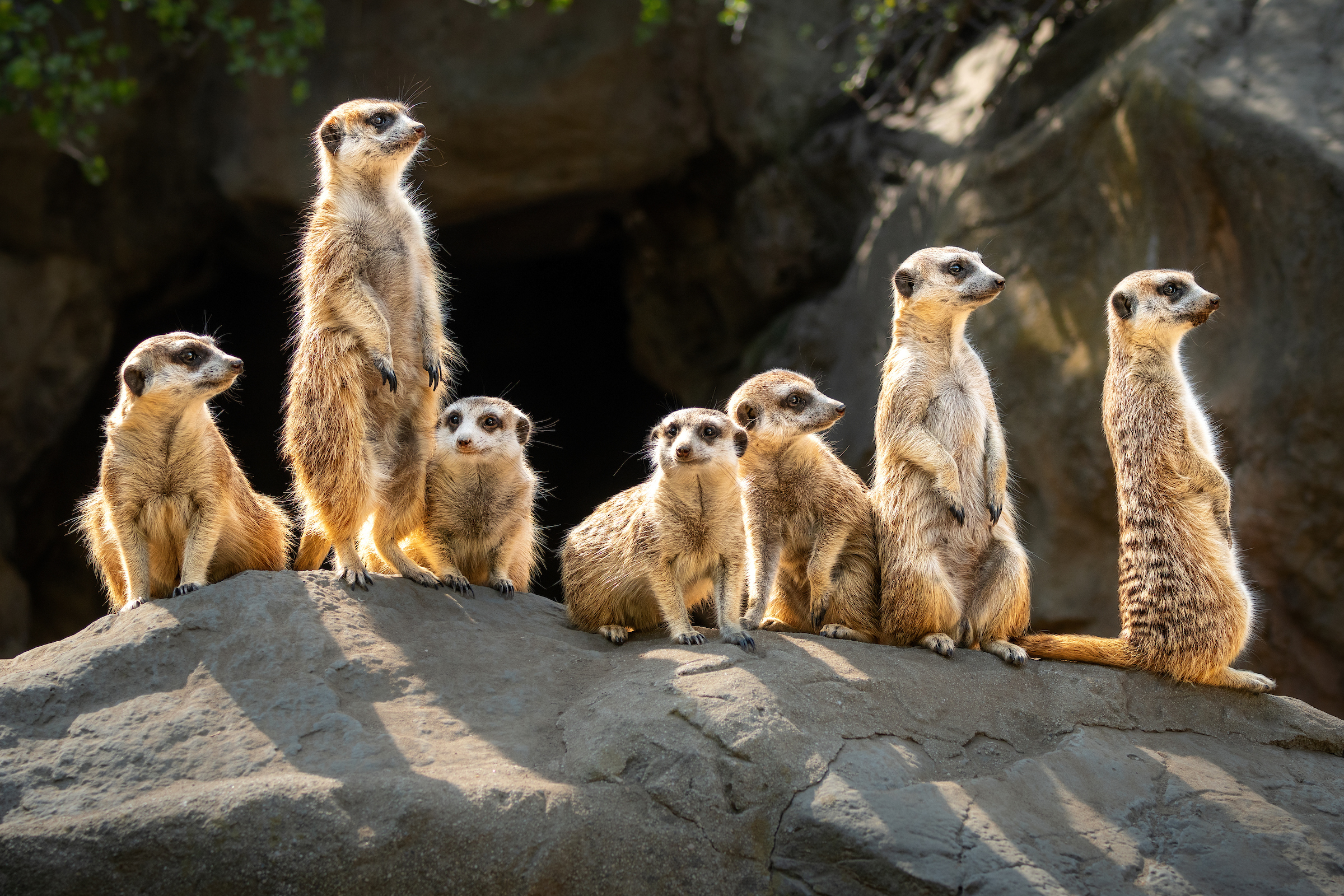 chỒn ĐẤt (meerkat)