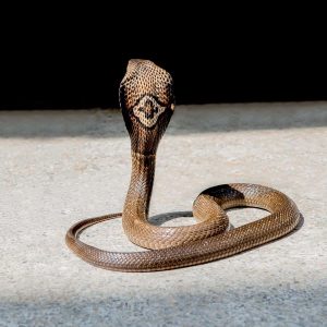 rẮn hỔ mang 1 mẮt kÍnh