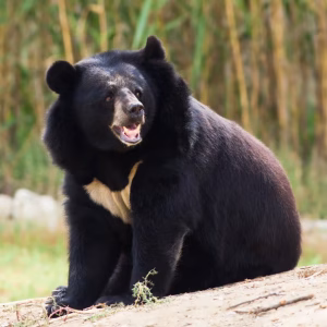 gẤu ngỰa asian black bear