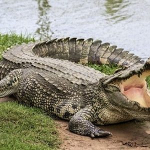 cÁ sẤu xiÊm