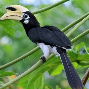 cao cÁt bỤng trẮng oriental pied hornbill