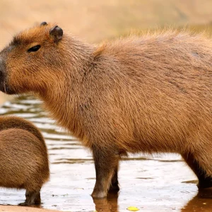 chuỘt lang nƯỚc (capybara)