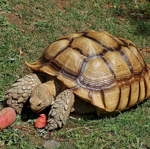 rÙa sulcata
