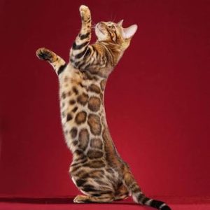 mÈo rỪng leopard cat