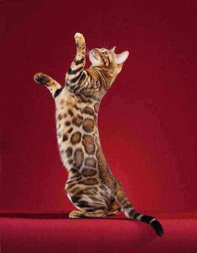 mÈo rỪng leopard cat
