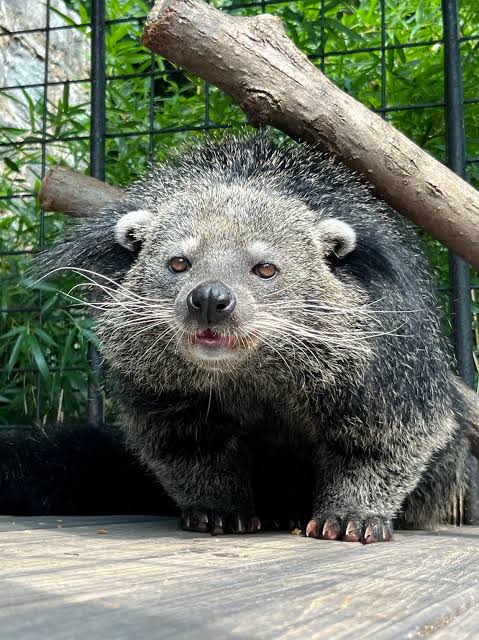 cẦy mỰc