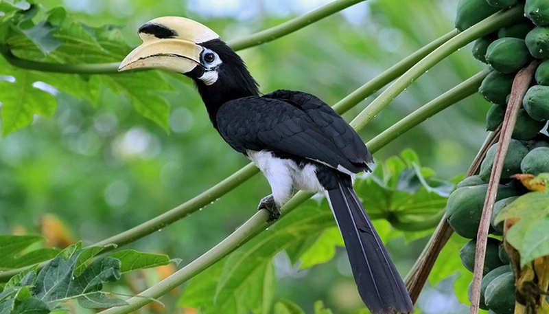 cao cÁt bỤng trẮng oriental pied hornbill