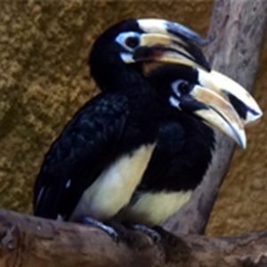 cao cát bụng trắng