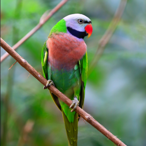 vẸt ngỰc ĐỎ