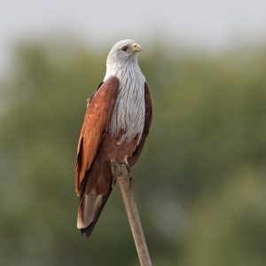 diỀu lỬa