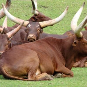 bÒ watusi (bÒ ankole sỪng dÀi)