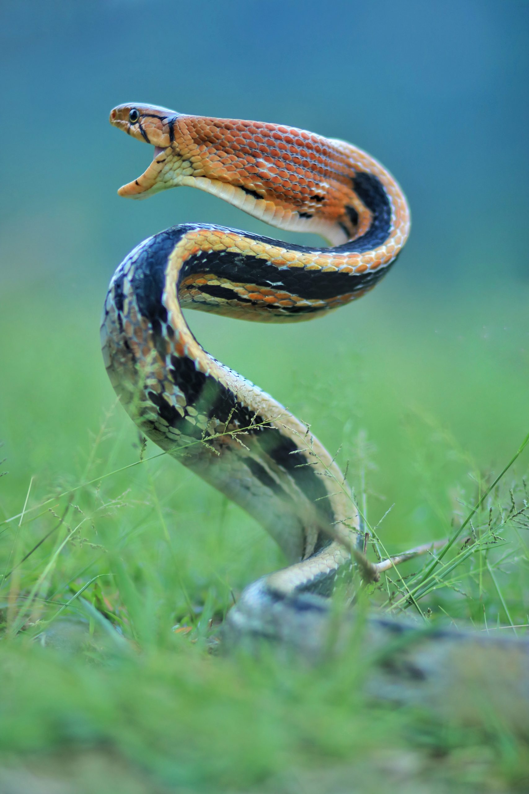 rẮn hỔ ngỰa