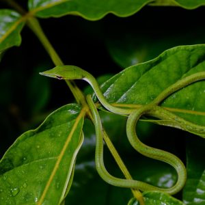 rẮn roi mŨi (lỤc mỎ dỌ)