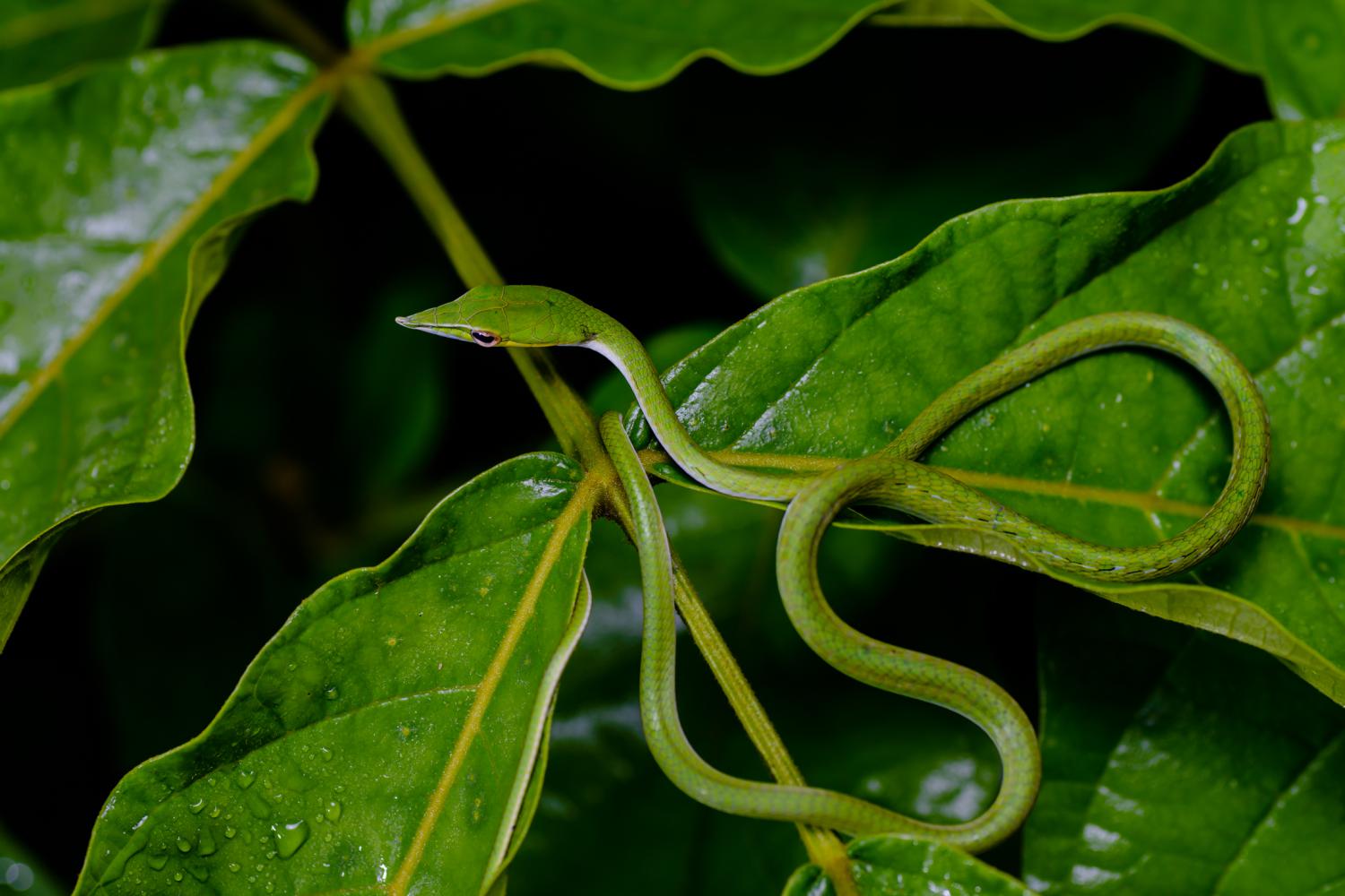 rẮn roi mŨi (lỤc mỎ dỌ)